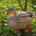 Фотография "https://www.instagram.com/p/BpmI6B8HMLe/?igref=okru
Городские уточки🦆🦆 City ducks

#duck #ducks #birds #birdsofinstagram #nature #fiftyshades_of_nature #naturelovers #lovenature #loves_nature #nature_perfection  #season #seasons #instanature #outdoors #обнинск #obninsk #obninskphoto #obninsk_photo #уточки #птица #парк #осень"