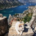 Фотография "Котор. Черногория
Автор фото @alexander_filippovich

#черногория  #montenegro  #sea #rest #море #котор #kotor #бококоторскаябухта #cat"