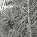 Фотография "В Сибири, верба на дереве, тепло! "