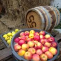 Фотография "Будем готовить КАЛЬВАДОС - яблочки очень ароматные, так что получится вкуснЯшка"