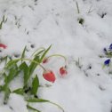 Фотография "22 апреля---- пришла зима?!! Вот такие чудеса..."