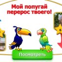 Фотография "Елизавета, мой попугая перерос твоего. Попробуй догони! http://www.ok.ru/game/1142001664"