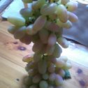 Фотография "... вот и первая гроздь винограда в этом году"