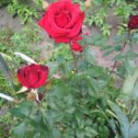 Фотография "Мои розы"