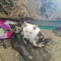 Фотография "Максимальный репост!!! Три котёночек, 2 девочки трехшерстные и мальчик беленький. Ищут дом!!! "