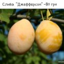 Фотография от Саженцы (Никитенко)