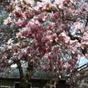 Фотография "Цветет тюльпановое  дерево!"