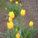 Фотография "Желтые тюльпаны - символ счастья, радости, хорошего настроения и достатка, чего и всем желаю"