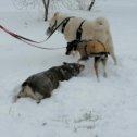 Фотография "Зима продолжает радовать снегом."