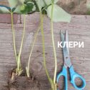 Фотография от КАРТОФЕЛЬ НА ДОМ БРЕСТ ДОСТАВКА