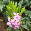 Фотография "Дафна боровая вариант верлотти. - D. cneorum varr. verlotti. Первое цветение."
