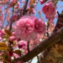 Фотография "Цветущая сакура.Майкоп,апрель.(фото не моё)"