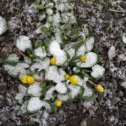 Фотография "И всё-таки это март! Вчера абрикосы собирались цвести, а сегодня выпал снег! Я такого не видела в своей жизни!!!!!"