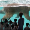Фотография "Инука – первый полярный медведь, родившийся в тропиках. Плавание в аквариуме Сингапура."