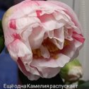 Фотография от ЛЮБИМЫЕ Комнатные цветы