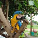 Фотография "Боливия , город тринидат , попугай Виктория хозяйка маритция "