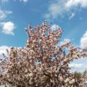 Фотография "Яблони в цвету -весны творенье! "