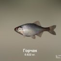 Фотография "https://ok.ru/game/trophyfishing2?114066 Горчак, Карповые, 0.022kg, Волга, База Волга, TF-500, Тесто.  #Горчак #Карповые #Волга #База Волга #Тесто #trophy #fishing #fish #трофейная #рыбалка #рыба"