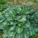 Фотография "Hosta Striptease 290"