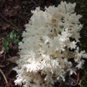 Фотография "Коралловый гриб он же королевский он же ледяной, снежный и т. п. Недавно нашел. Один гриб на полведра)))"