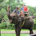 Фотография "Ya na slone v Indonesii"
