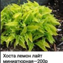 Фотография "Нет. Хоста Lemon Lime высота 25 см , куст 60 см. "