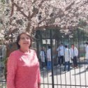 Фотография "Во дворе университета цветет абрикос"