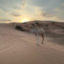 Фотография "Camel"