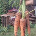 Фотография "Вот такая морковь выросла в этом году."