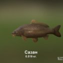 Фотография "https://ok.ru/game/trophyfishing2?114066 Сазан, Карповые, 0.519kg, Волга, База Волга, TF-500, Опарыш.  #Сазан #Карповые #Волга #База Волга #Опарыш #trophy #fishing #fish #трофейная #рыбалка #рыба"