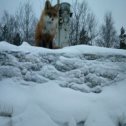 Фотография "Лисичка в Усть-Илимске🦊"