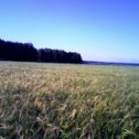 Фотография "Лето пшеничное"