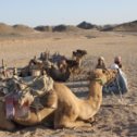 Фотография "ШАХМАТ - верблюды и бедуины 
Синайская пустыня."