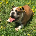 Фотография "Девочка 6мес, ждёт своих самых ответственных папу и маму. Девочка активная, игривая, любопытная, любит играть с детьми в разные игры. Всю подробную информацию по всем вопросам по WhatsApp +79373117407 #englishbulldog#sale#bulldogpuppyforsale#puppyforsale#bulldogsislife#happybulldogs#mypet#sale#bulldogislover#bulldogbaby#mybulldogs#mypuppy"