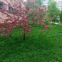 Фотография "Вот так красиво, цветёт необыкновенная Яблонька, возле нашего дома!!!"