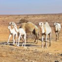 Фотография "Ну, вот... Пока сидишь в карантине, даже эти очаровашки верблюжата превратятся в обычных злючих и вредных верблюдов, что уж говорить об обычных людях 🙈
#пустыня #пустыняарава #deadsearoad #aqaba #Акаба #desertjordan #desert #верблюд #иордания🇯🇴 #jordantravel #Jordan #jordandesert #camel #العقبة"