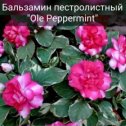 Фотография "Ole Pepermint
Оле Пепперминт"