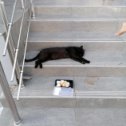 Фотография "Коты в Геленджике настолько суровы, что на суши не обращают внимание "