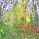 Фотография "Дорога в осеннем лесу"
