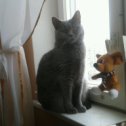 Фотография "Моя кошка Сима."