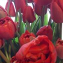 Фотография "Друзья, тюльпаны для вас."