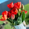 Фотография "Апрельские тюльпаны,сезон 2024 🌷"