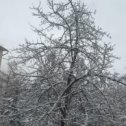 Фотография "Яблоня в снегу (утро 05.02.2024)"