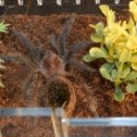 Фотография "Tliltocatl albopilosus (Brachypelma albopilosum)."