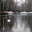 Фотография "а белый лебедь на пруду..."