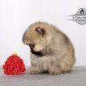 Фотография "Pomeranian puppy girl named Angel'skie Glazki Iz Doma Makovei, 42 days"