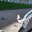 Фотография "Ручные воробьишки-попрошайки. После длительной прогулке и экскурсии по Екатериненскому дворцу небольшой отдых. Май 2023 г
"