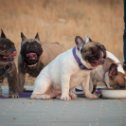 Фотография от Лариса kennel bulldogclan