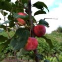 Фотография "Яблоки в саду. "