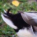 Фотография "https://www.instagram.com/p/BpmI6B8HMLe/?igref=okru
Городские уточки🦆🦆 City ducks

#duck #ducks #birds #birdsofinstagram #nature #fiftyshades_of_nature #naturelovers #lovenature #loves_nature #nature_perfection  #season #seasons #instanature #outdoors #обнинск #obninsk #obninskphoto #obninsk_photo #уточки #птица #парк #осень"